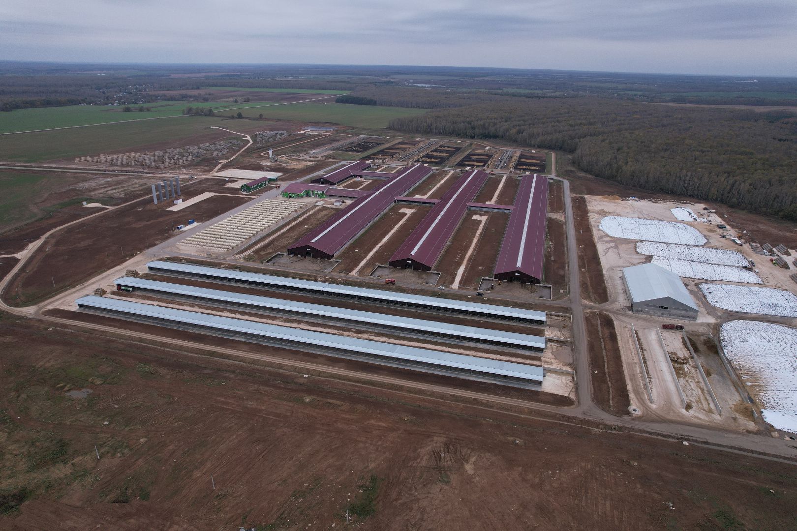 ступино, ферма, коровы,видео с коптера,