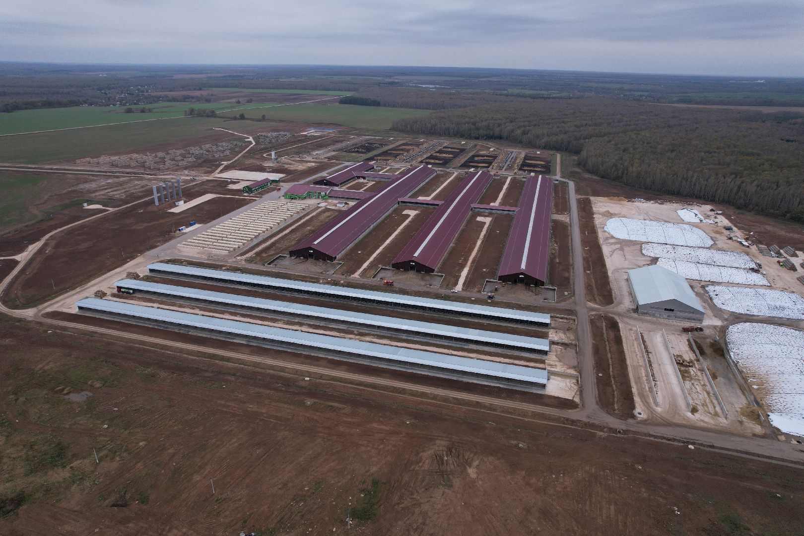 ступино, ферма, коровы,видео с коптера,