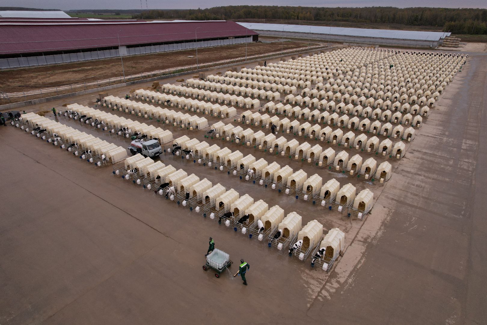 ступино, ферма, коровы,видео с коптера,