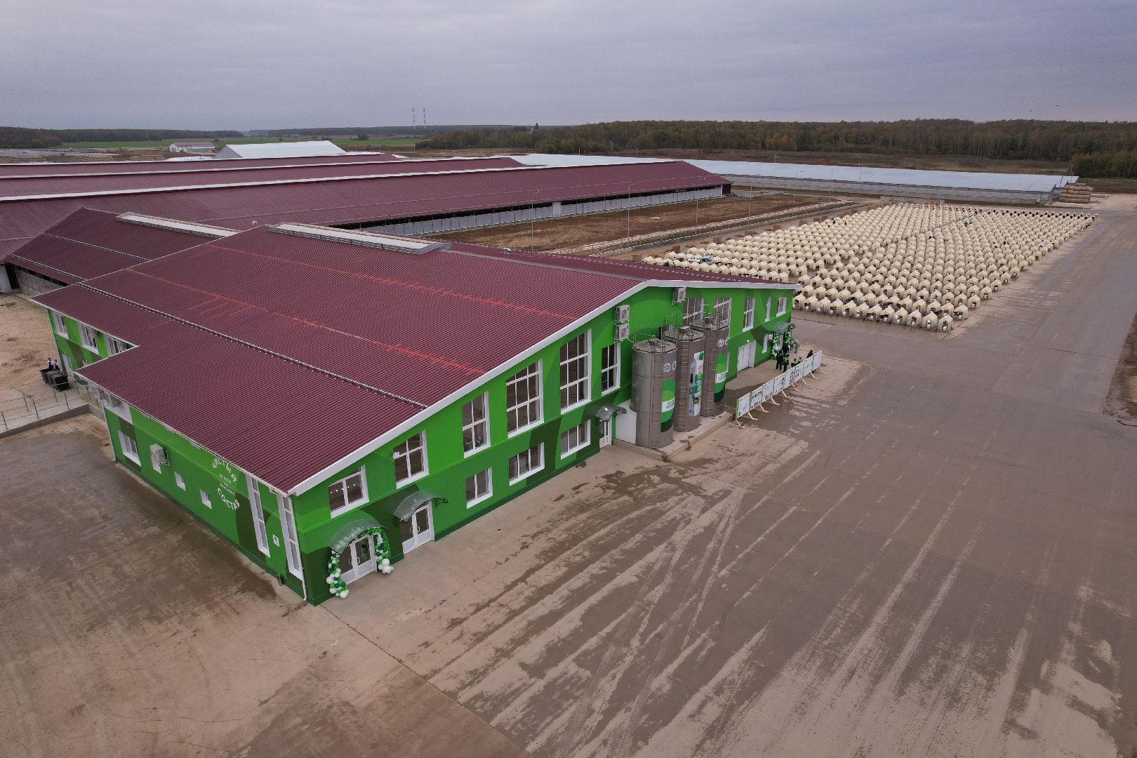 ступино, ферма, коровы,видео с коптера,