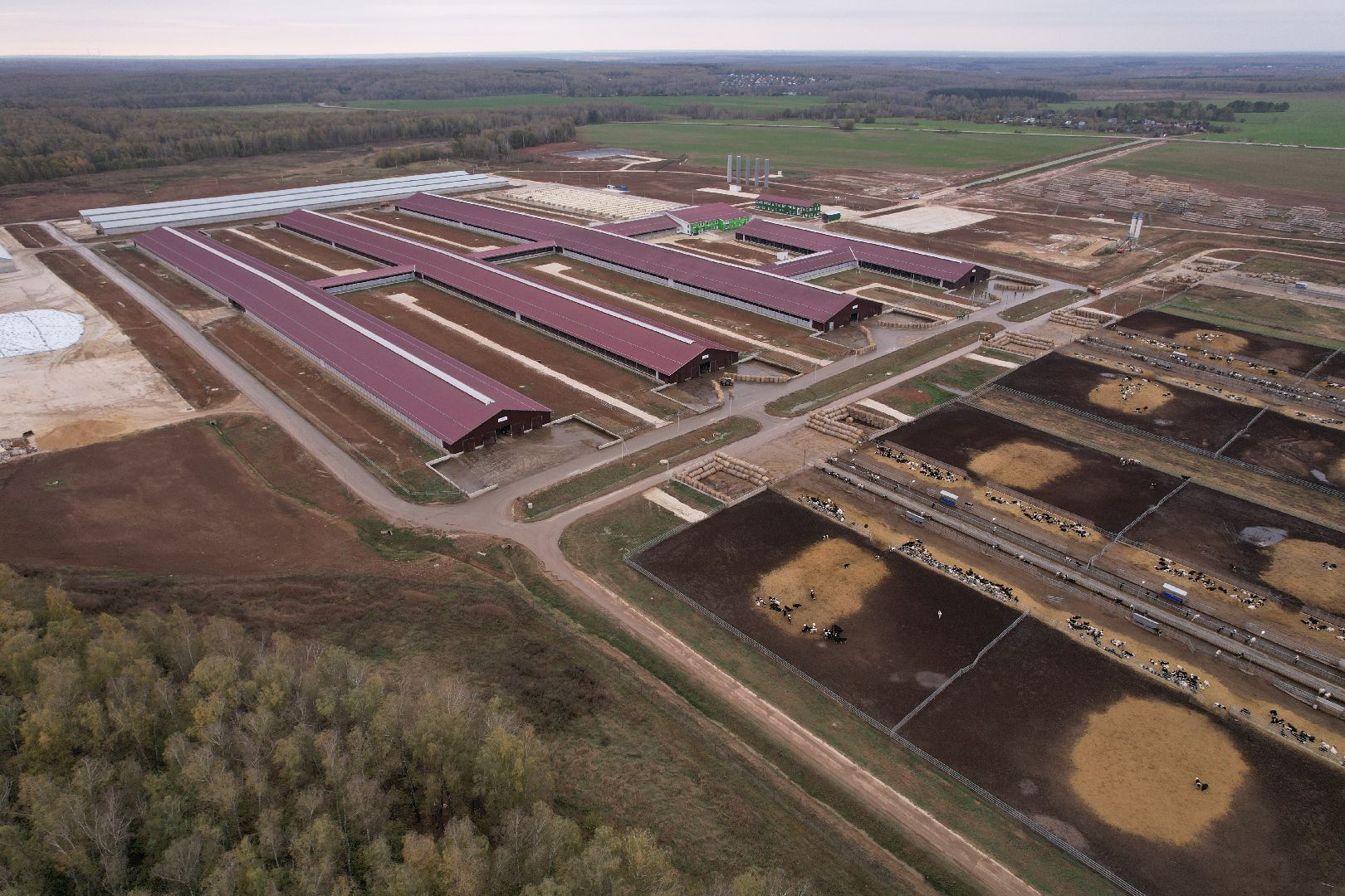 ступино, ферма, коровы,видео с коптера,