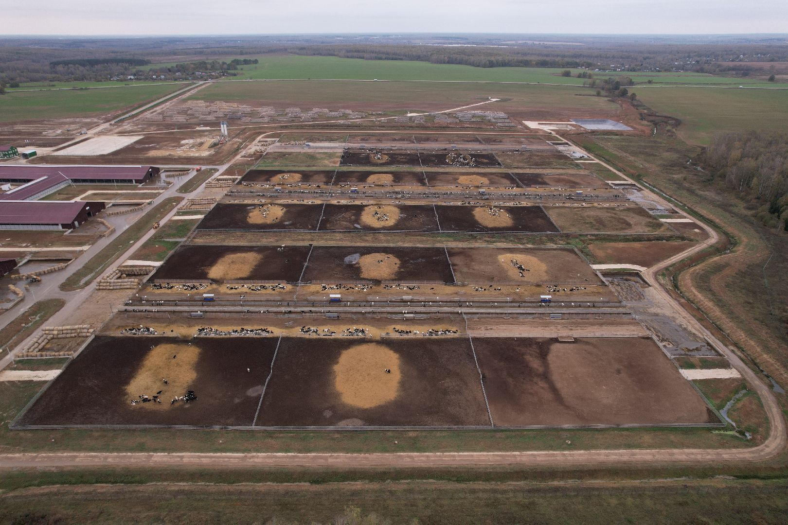 ступино, ферма, коровы,видео с коптера,