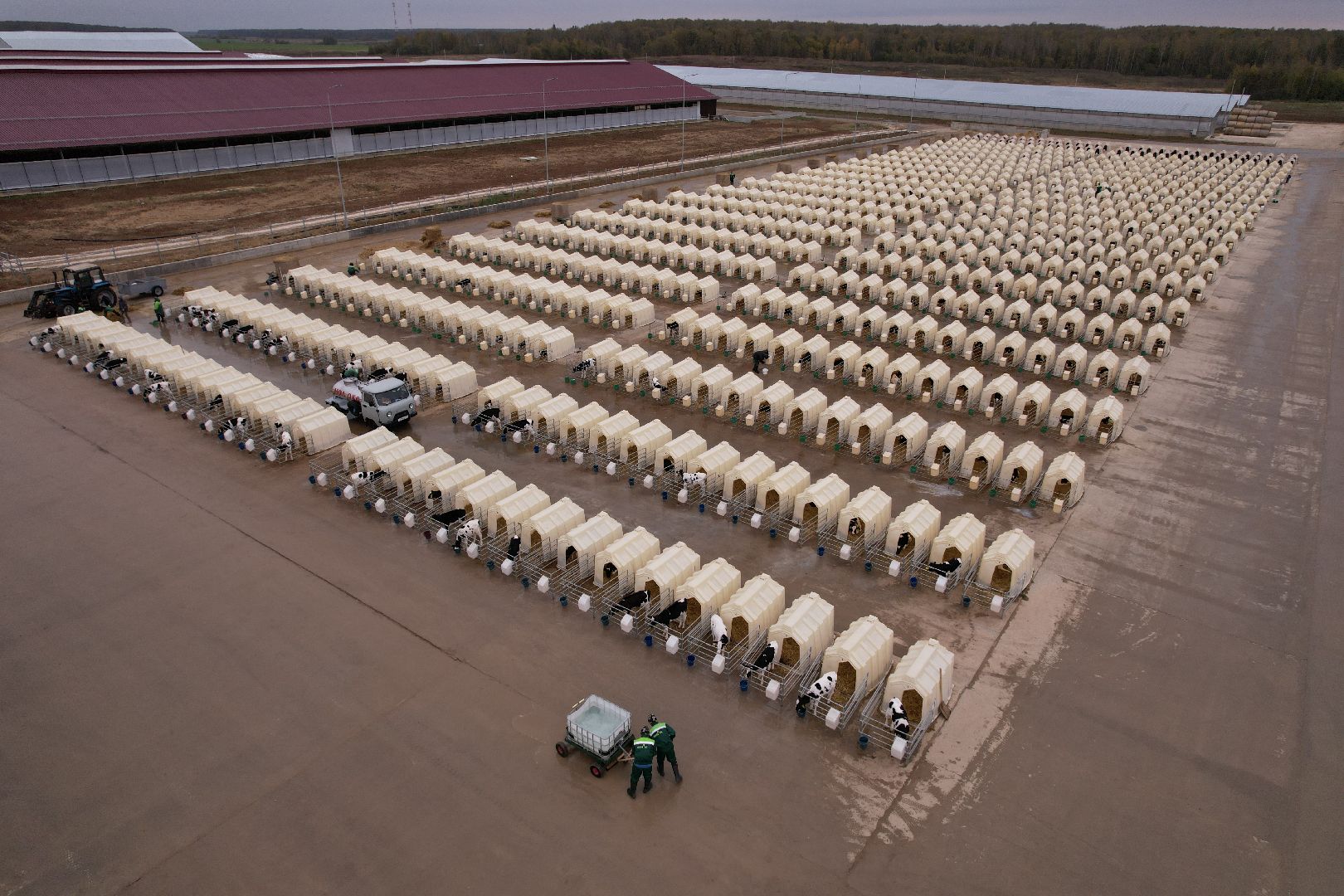 ступино, ферма, коровы,видео с коптера,