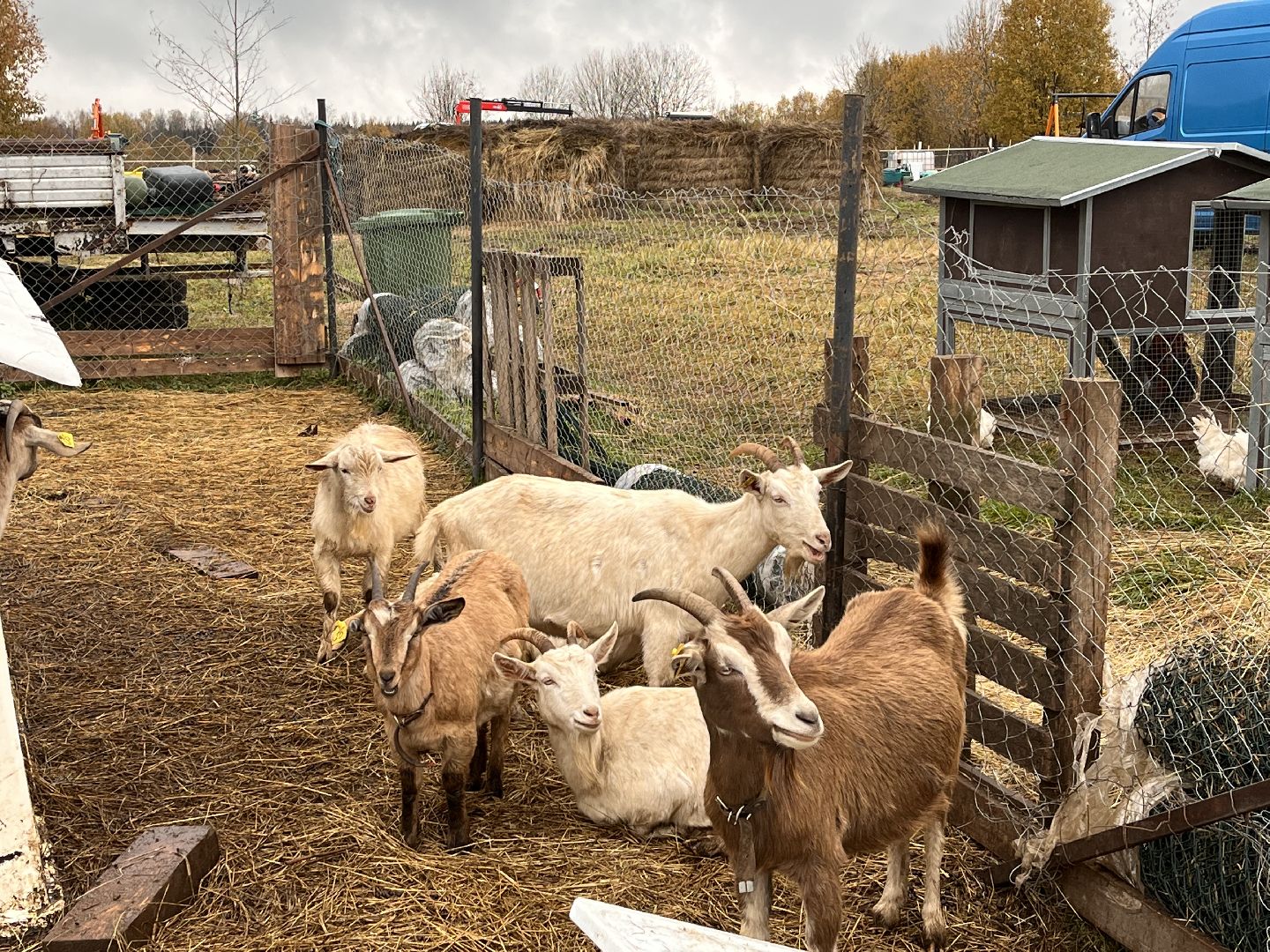 шаховская, сельское хозяйство, фермеры, козы, коровы, лошади, куры, гуси,