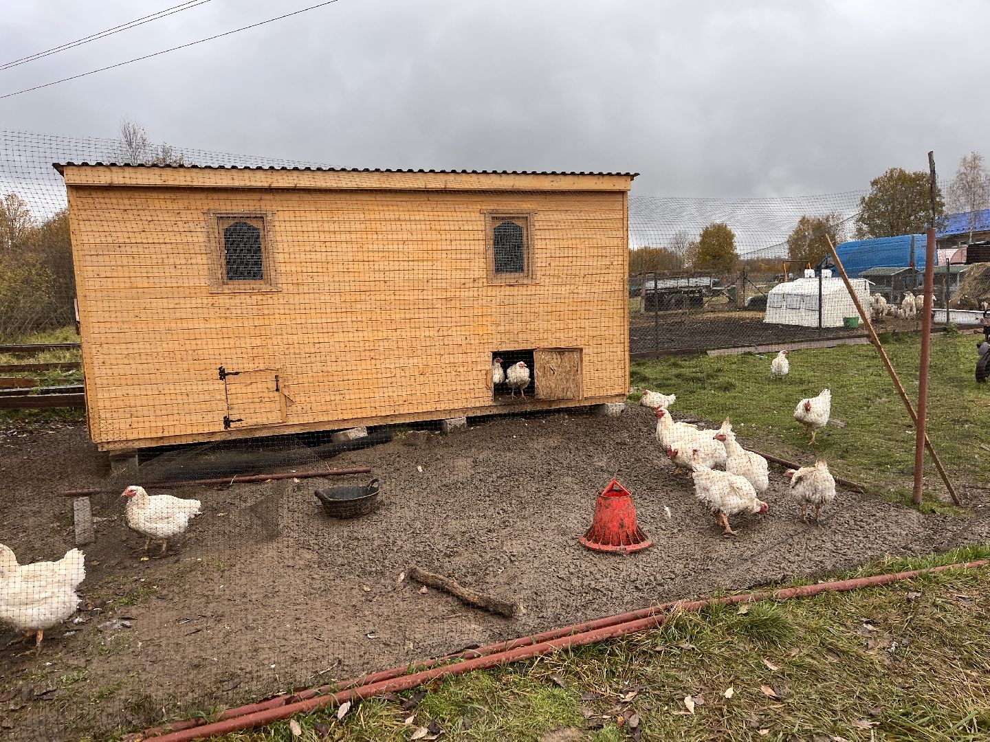 шаховская, сельское хозяйство, фермеры, козы, коровы, лошади, куры, гуси,