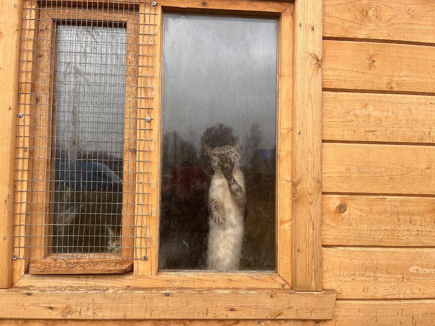 шаховская, сельское хозяйство, фермеры, козы, коровы, лошади, куры, гуси,