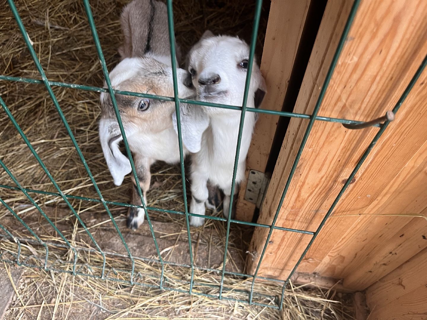 шаховская, сельское хозяйство, фермеры, козы, коровы, лошади, куры, гуси,