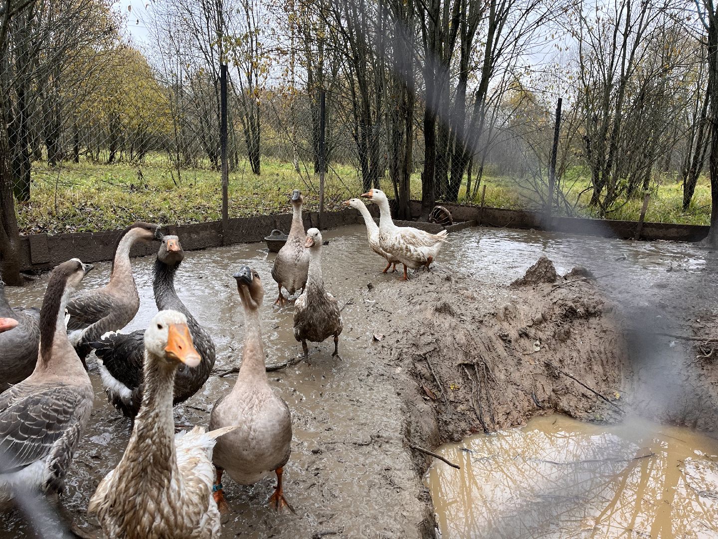 шаховская, сельское хозяйство, фермеры, козы, коровы, лошади, куры, гуси,