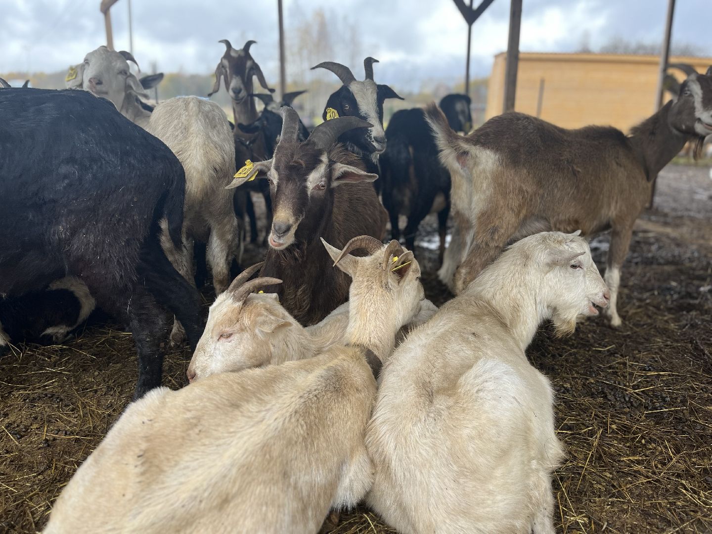 шаховская, сельское хозяйство, фермеры, козы, коровы, лошади, куры, гуси,