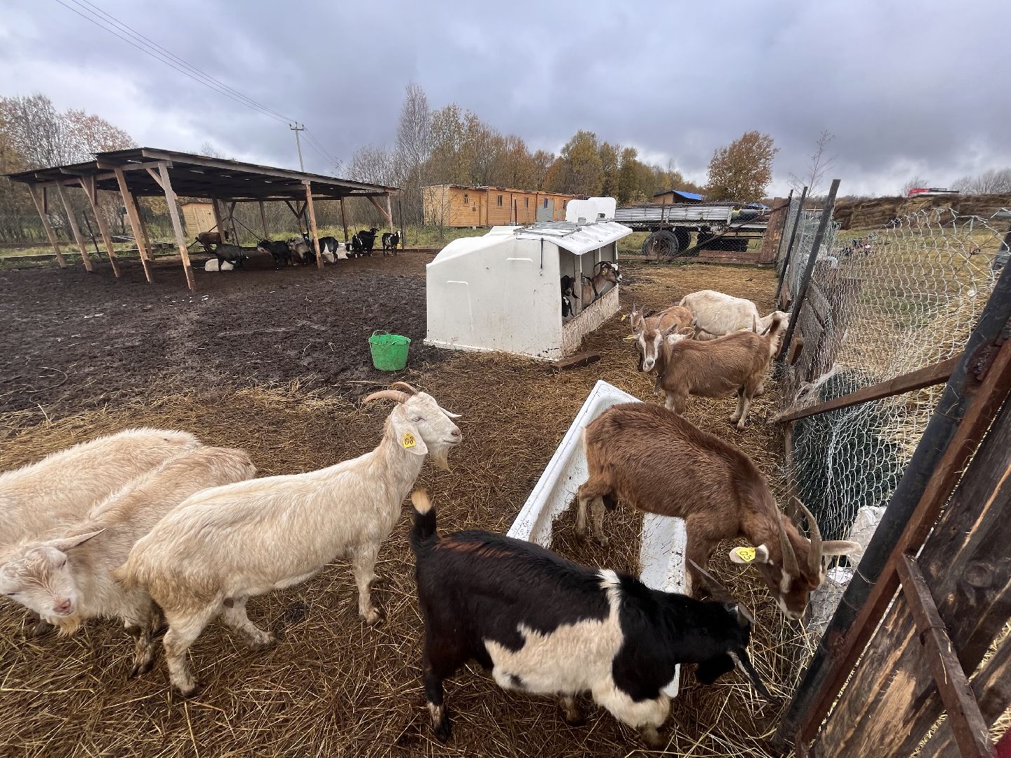 шаховская, сельское хозяйство, фермеры, козы, коровы, лошади, куры, гуси,