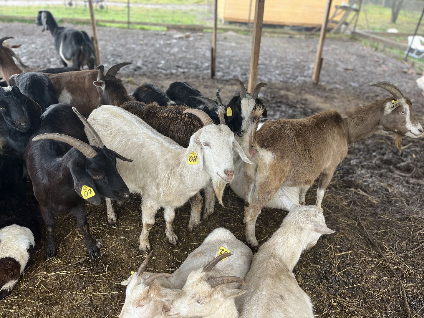 шаховская, сельское хозяйство, фермеры, козы, коровы, лошади, куры, гуси,