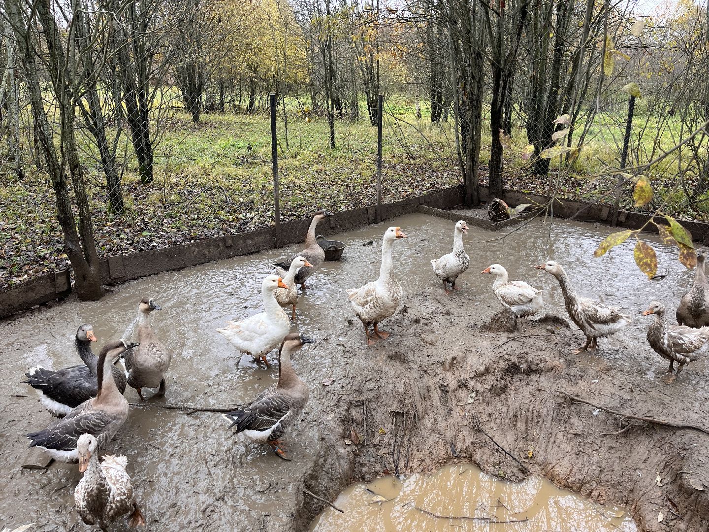шаховская, сельское хозяйство, фермеры, козы, коровы, лошади, куры, гуси,