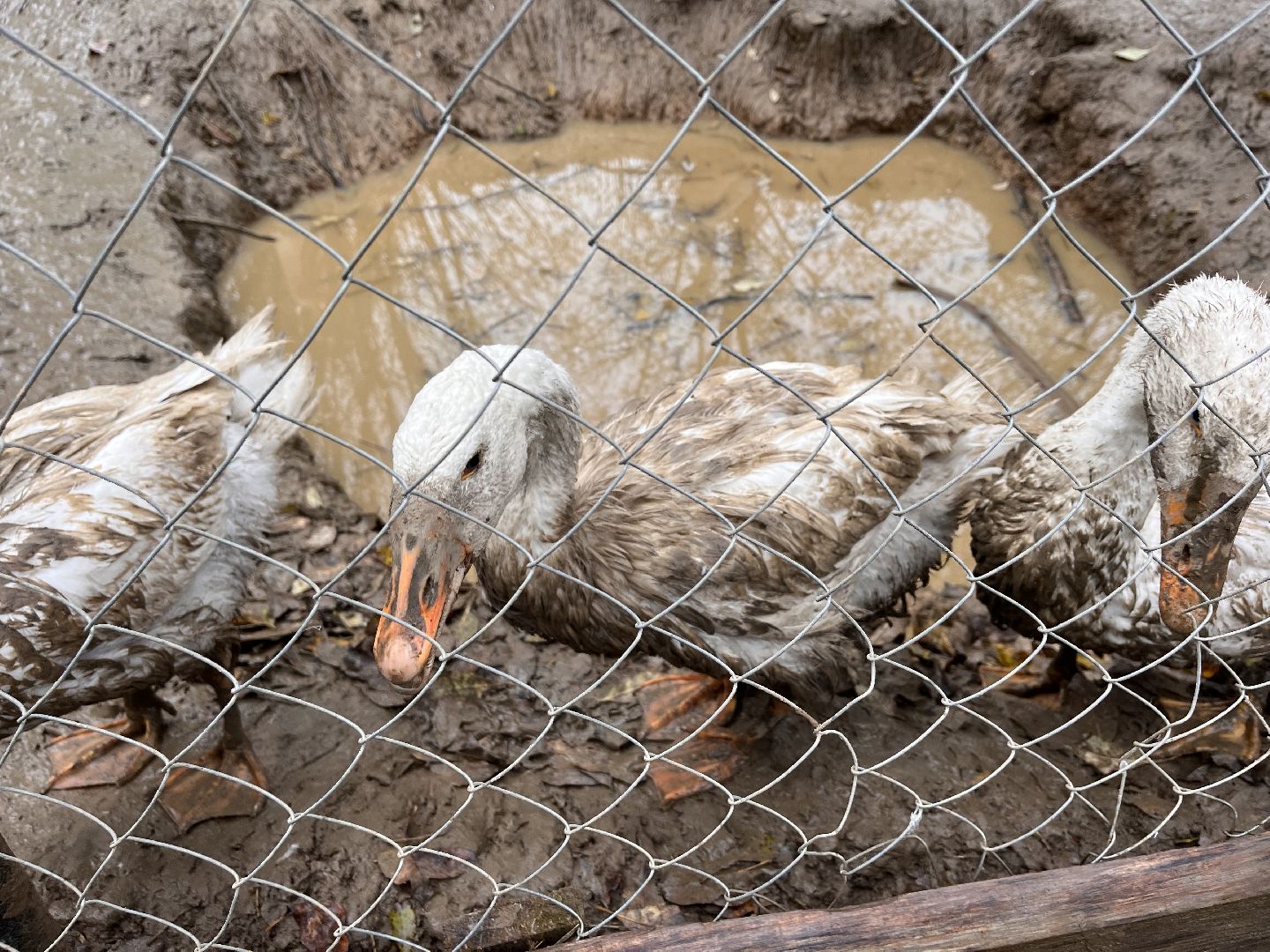 шаховская, сельское хозяйство, фермеры, козы, коровы, лошади, куры, гуси,