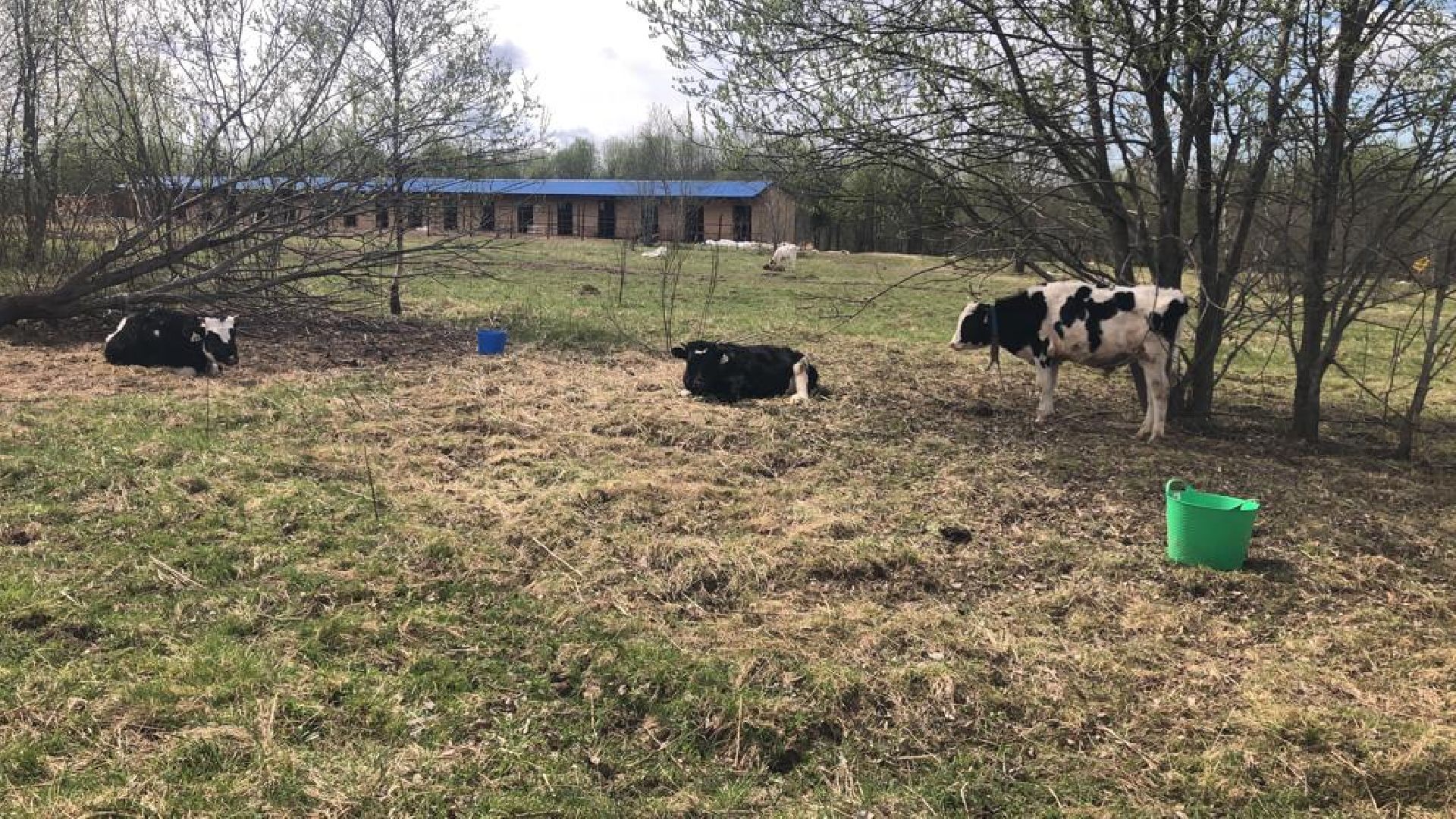 шаховская, сельское хозяйство, фермеры, козы, коровы, лошади, куры, гуси,