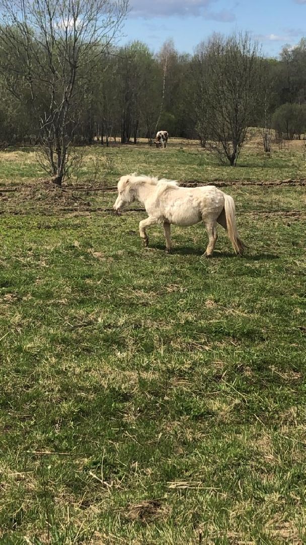 шаховская, сельское хозяйство, фермеры, козы, коровы, лошади, куры, гуси,
