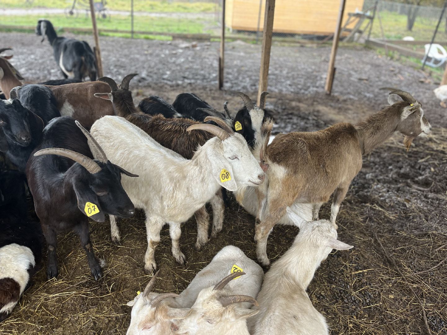 шаховская, сельское хозяйство, фермеры, козы, коровы, лошади, куры, гуси,