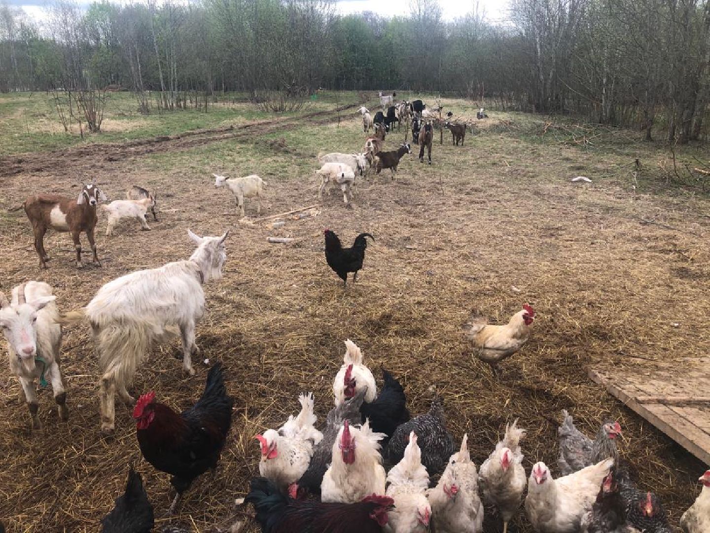 шаховская, сельское хозяйство, фермеры, козы, коровы, лошади, куры, гуси,