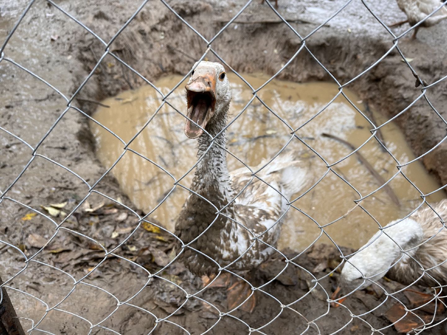 шаховская, сельское хозяйство, фермеры, козы, коровы, лошади, куры, гуси,