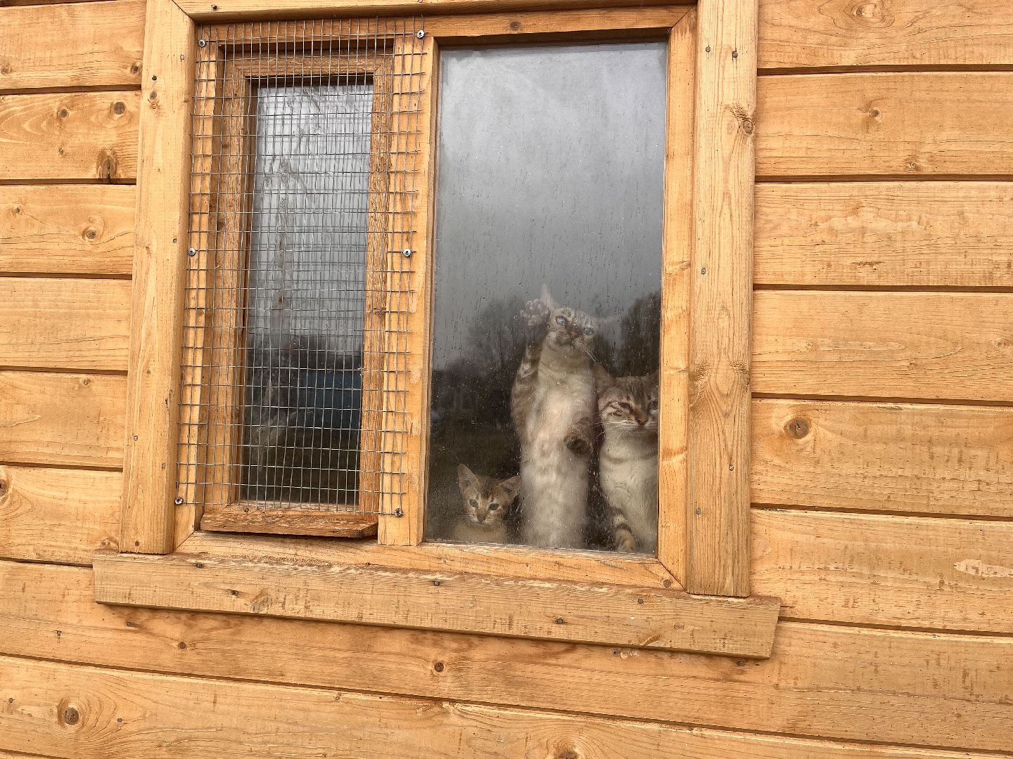 шаховская, сельское хозяйство, фермеры, козы, коровы, лошади, куры, гуси,