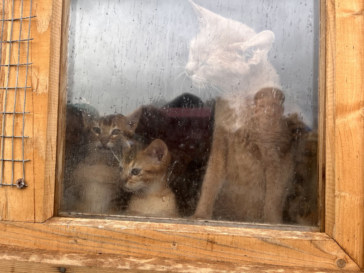 шаховская, сельское хозяйство, фермеры, козы, коровы, лошади, куры, гуси,