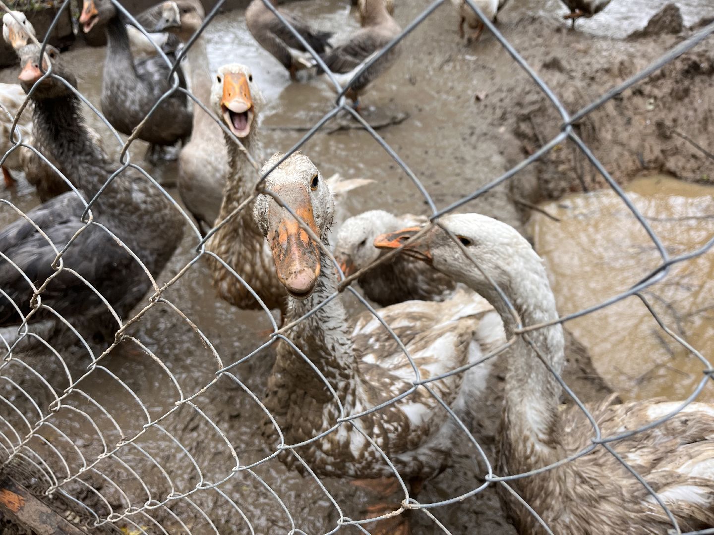 шаховская, сельское хозяйство, фермеры, козы, коровы, лошади, куры, гуси,