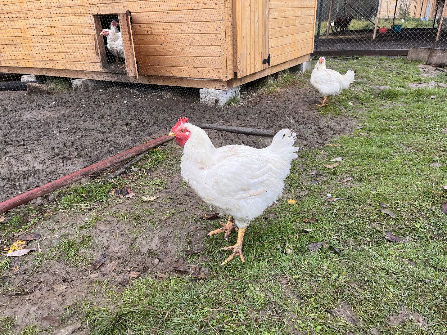 шаховская, сельское хозяйство, фермеры, козы, коровы, лошади, куры, гуси,