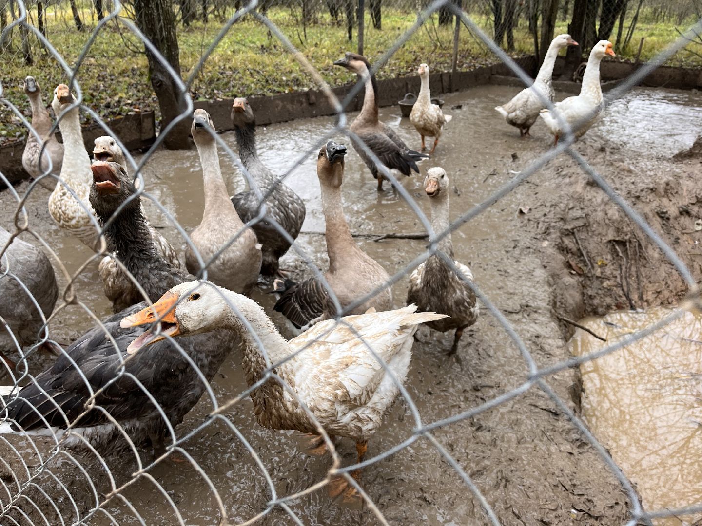 шаховская, сельское хозяйство, фермеры, козы, коровы, лошади, куры, гуси,