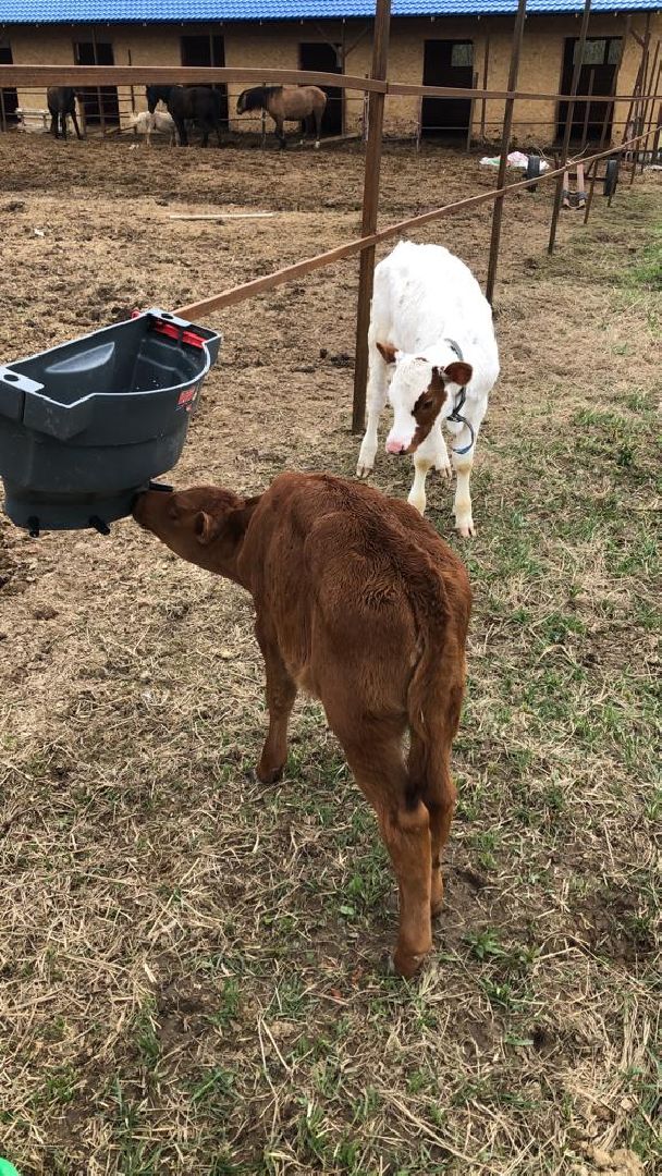 шаховская, сельское хозяйство, фермеры, козы, коровы, лошади, куры, гуси,