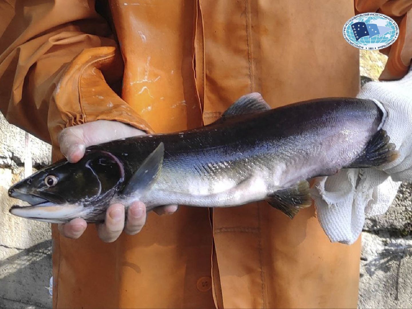 Дмитров, ВНИРО, ВНИИПРХ, Росрыболовство,