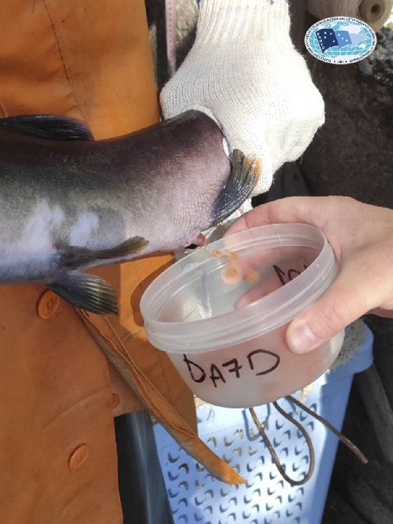 Дмитров, ВНИРО, ВНИИПРХ, Росрыболовство,