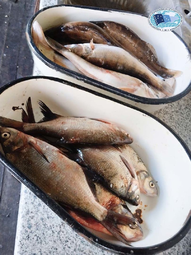 Дмитров, ВНИРО, ВНИИПРХ, Росрыболовство,