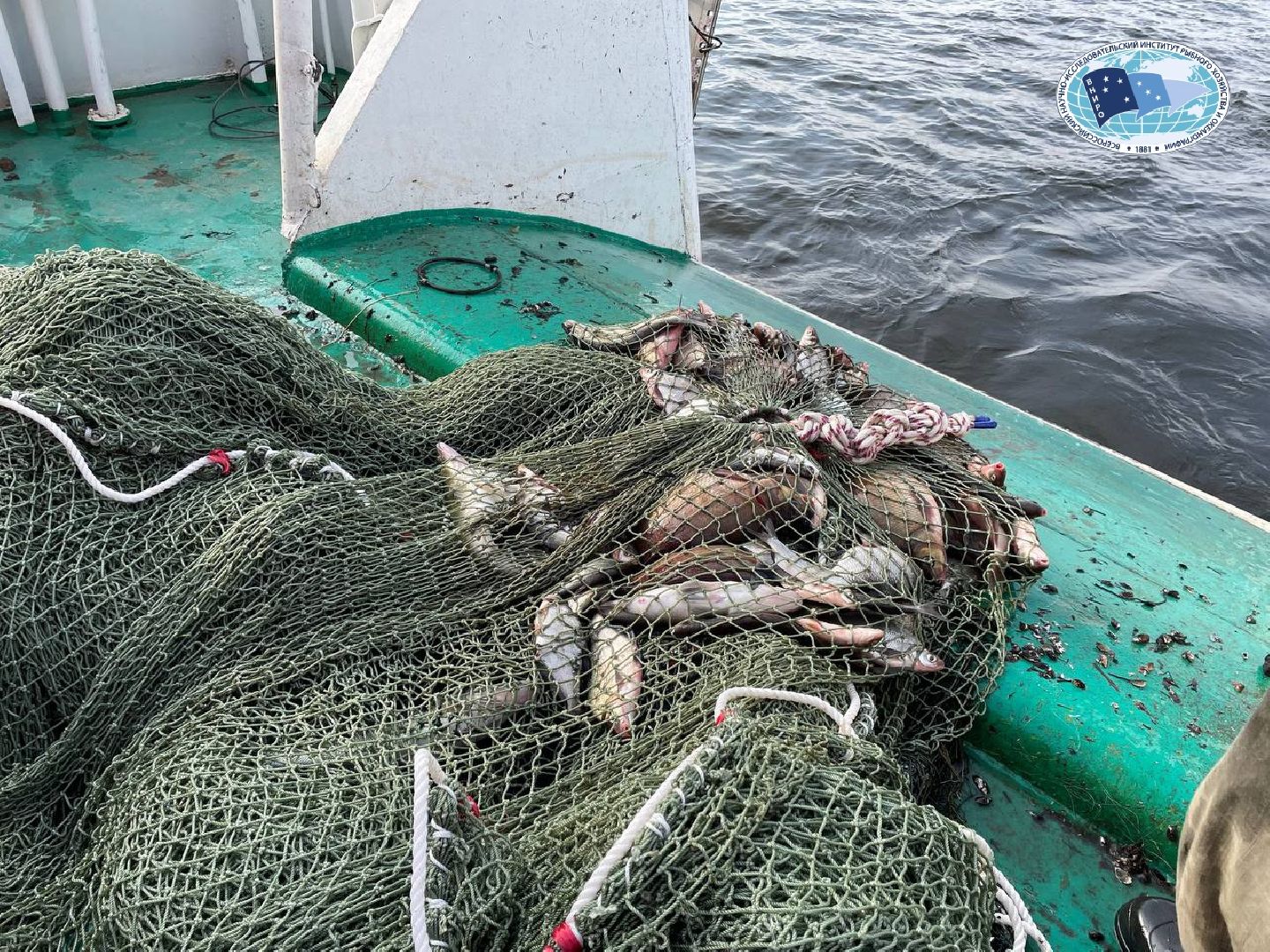 Дмитров, ВНИРО, ВНИИПРХ, Росрыболовство,