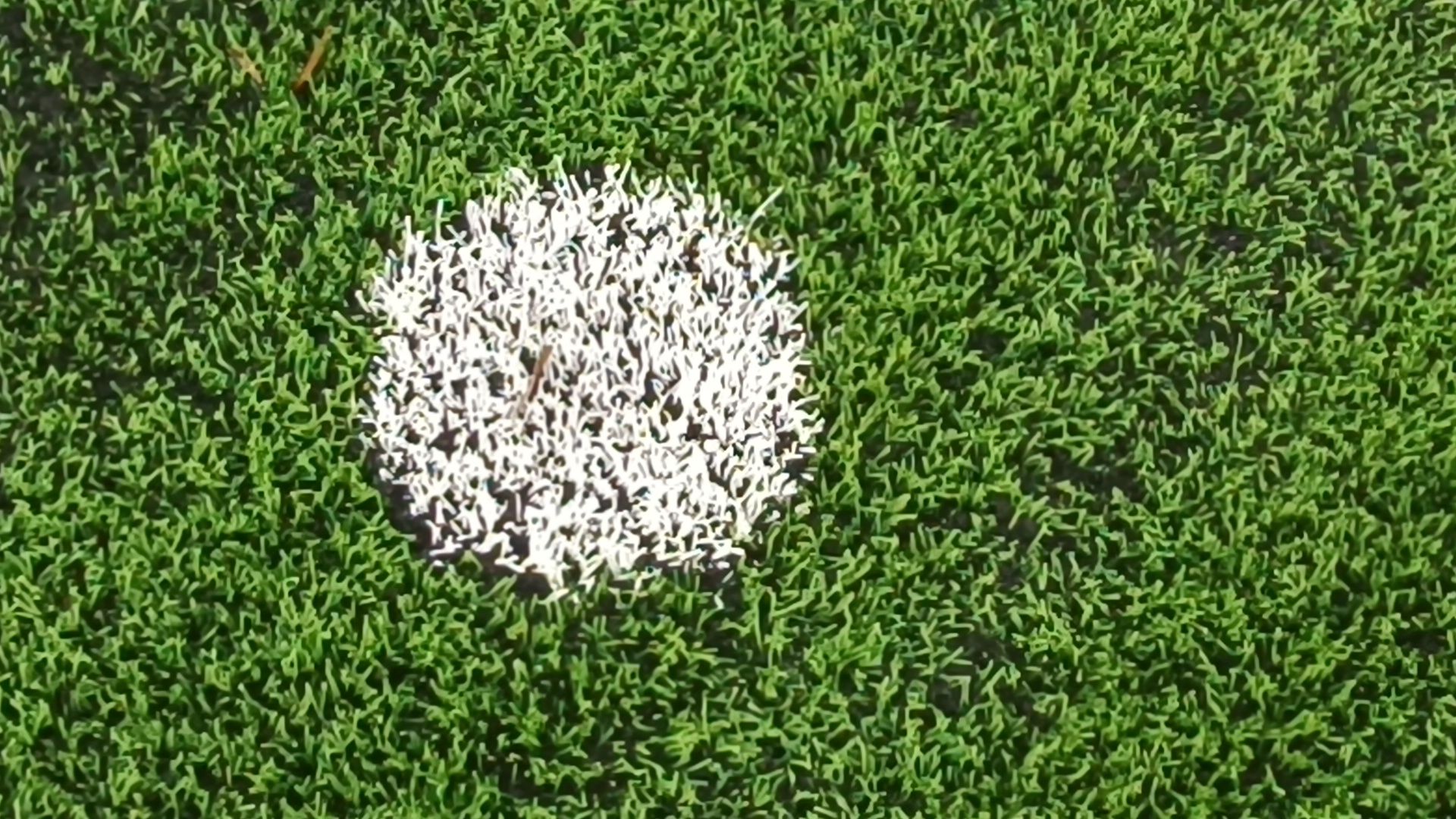 лобня, стадион, реконструкция,