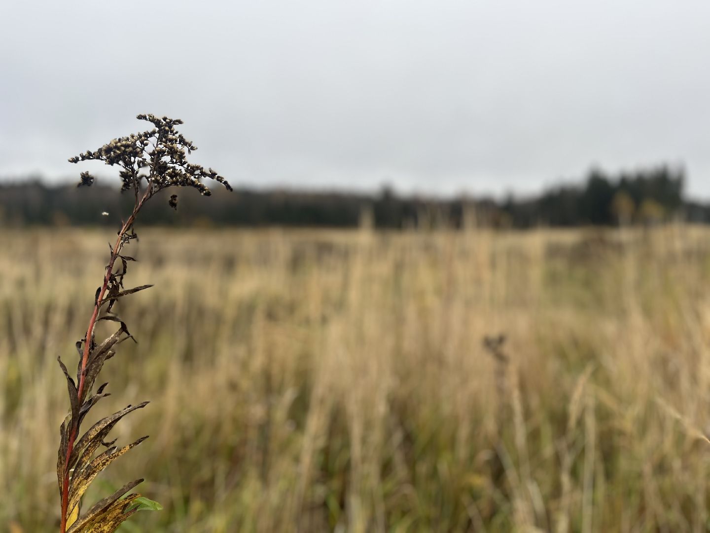 наро-фоминск, наро-фоминский городской округ, сельское хозяйство, агроподворье, фермерство, Подмосковье,