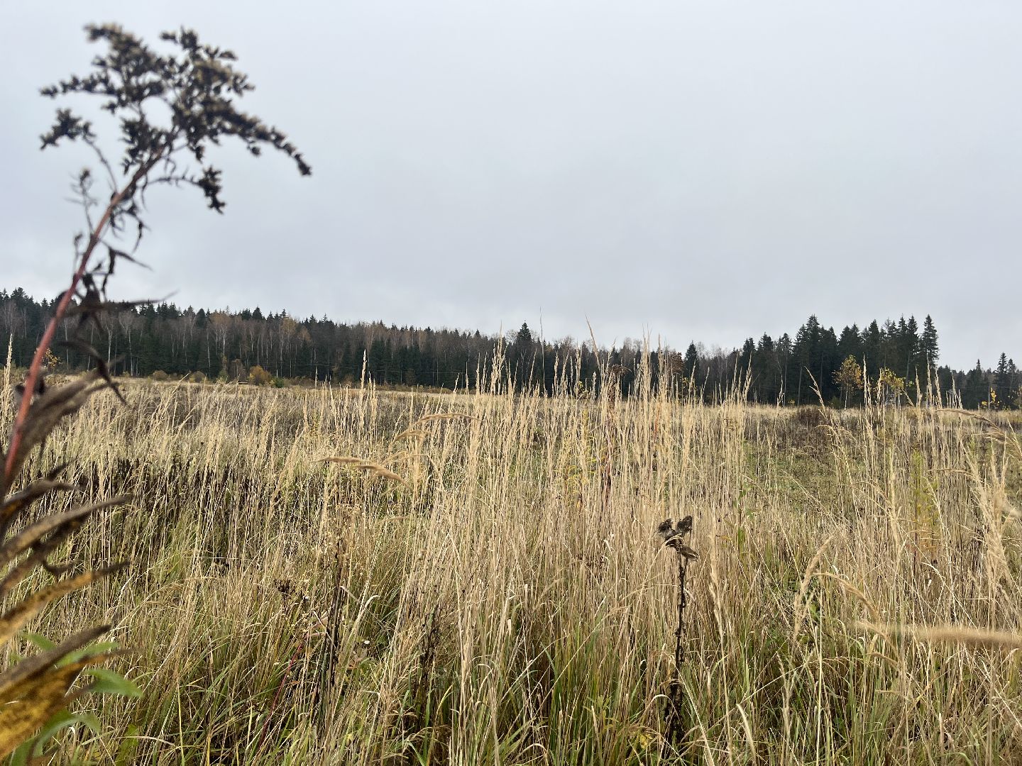 наро-фоминск, наро-фоминский городской округ, сельское хозяйство, агроподворье, фермерство, Подмосковье,