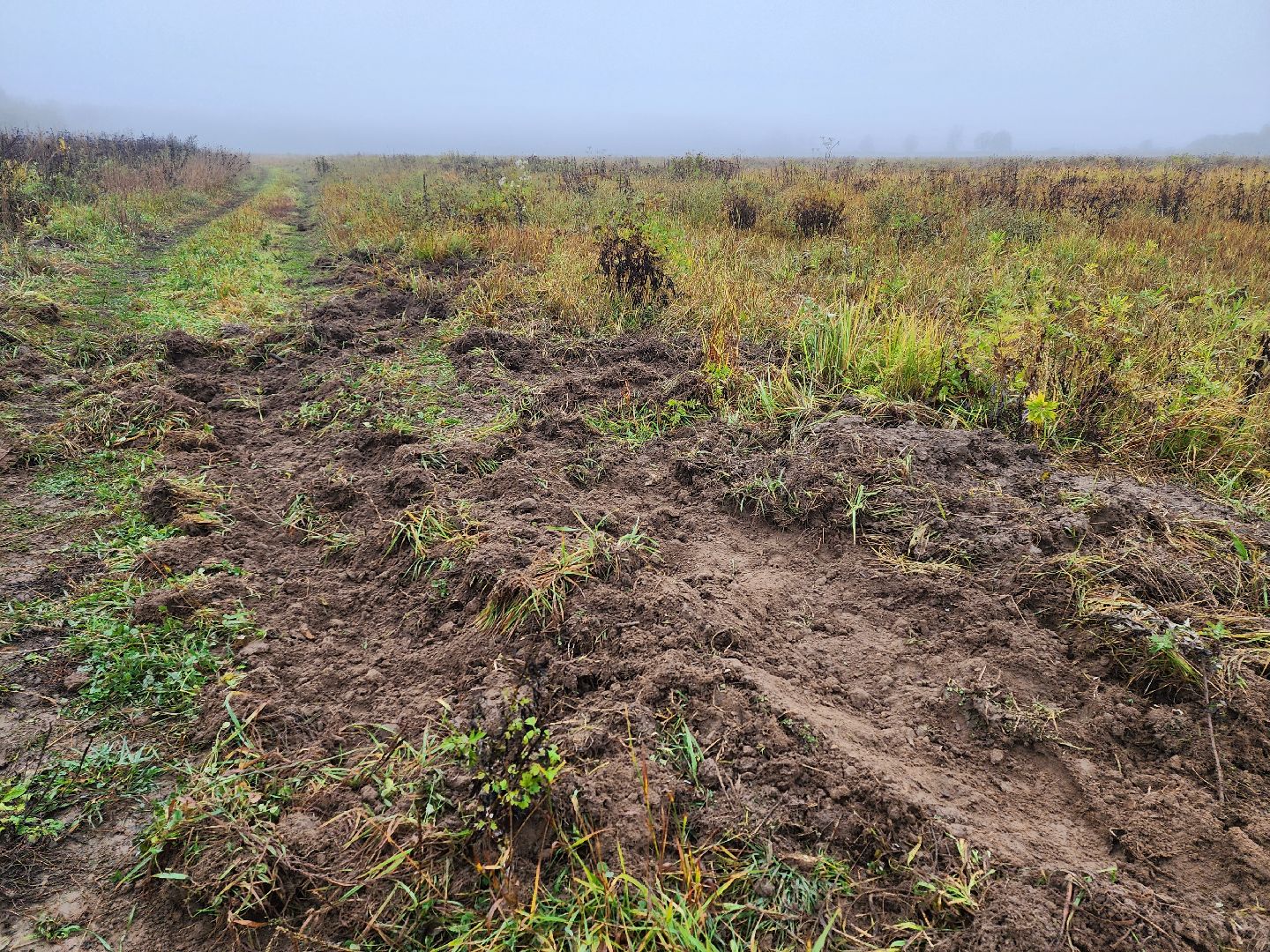 серпухов, подмосковье, свиньи сбежали, Шатово,