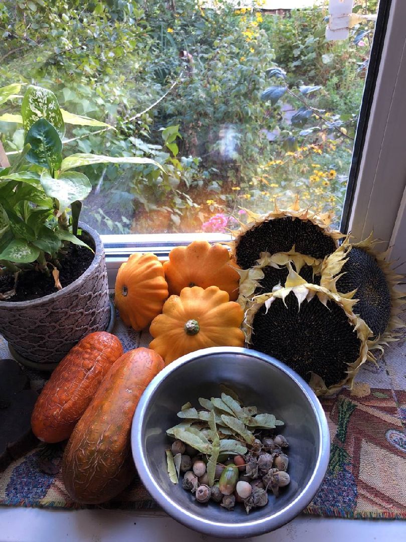 Урожай, заготовки, хранение урожая, Старая Купавна, Богородский городской округ,