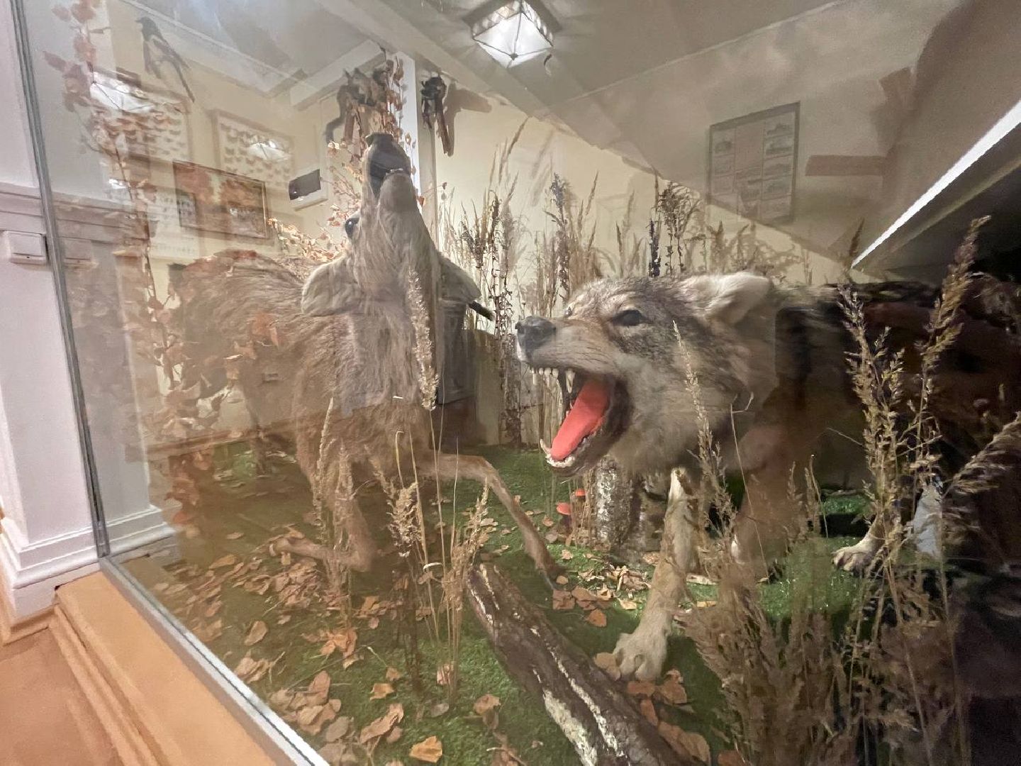 лыткарино, музей,