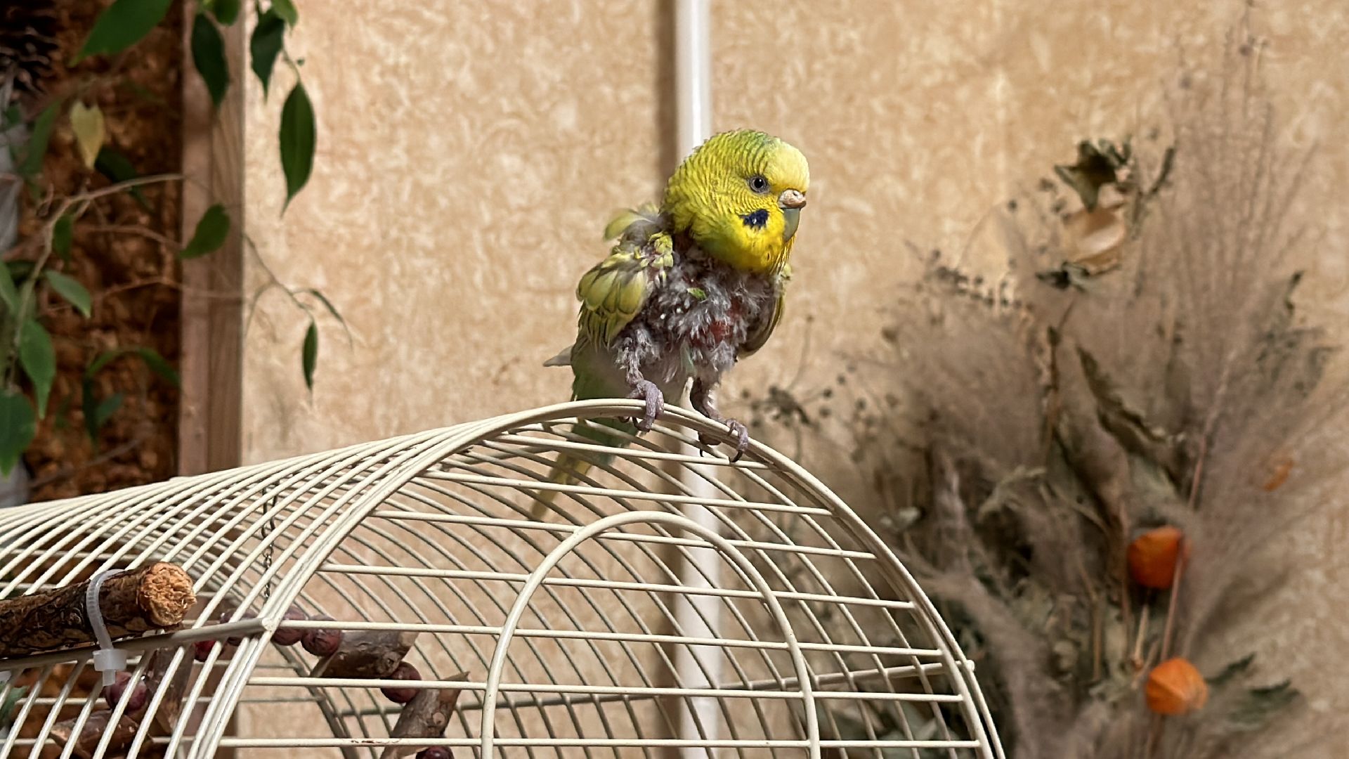 Одинцово, Щебекино, Подмоковье,