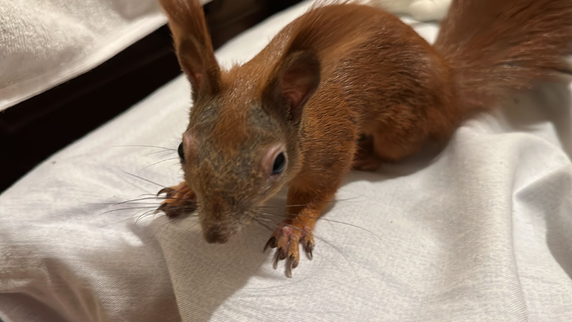 Одинцово, Щебекино, Подмоковье,