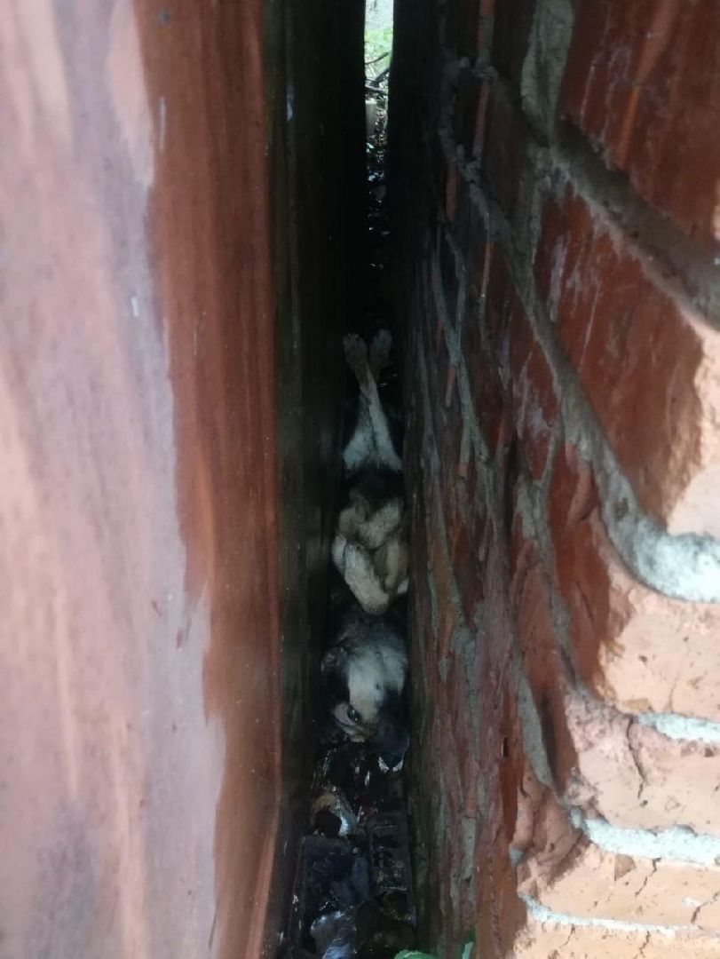 кашира, спасатели, спасли собаку, гаражи, добрые дела,