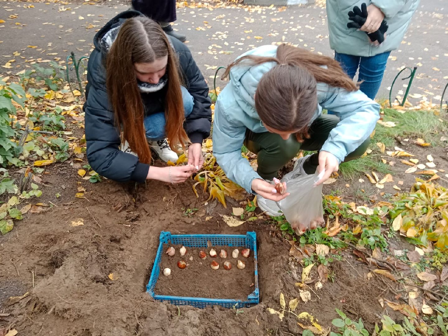 Пантелеимоновский приход, цветы, тюльпаны, луковицы, молодая гвардия, Пушкарева, ВООПИК, Город-сад,