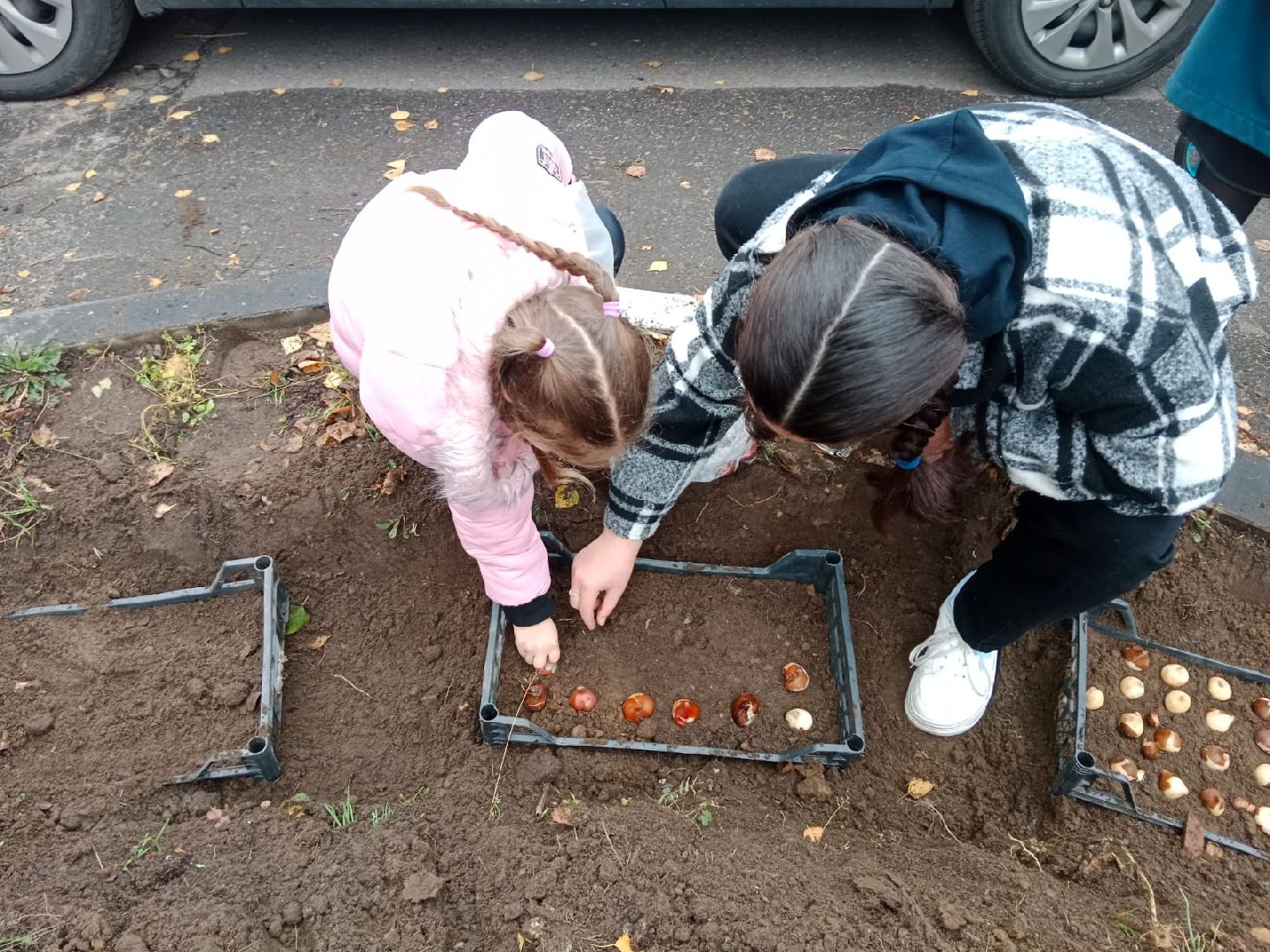 Пантелеимоновский приход, цветы, тюльпаны, луковицы, молодая гвардия, Пушкарева, ВООПИК, Город-сад,