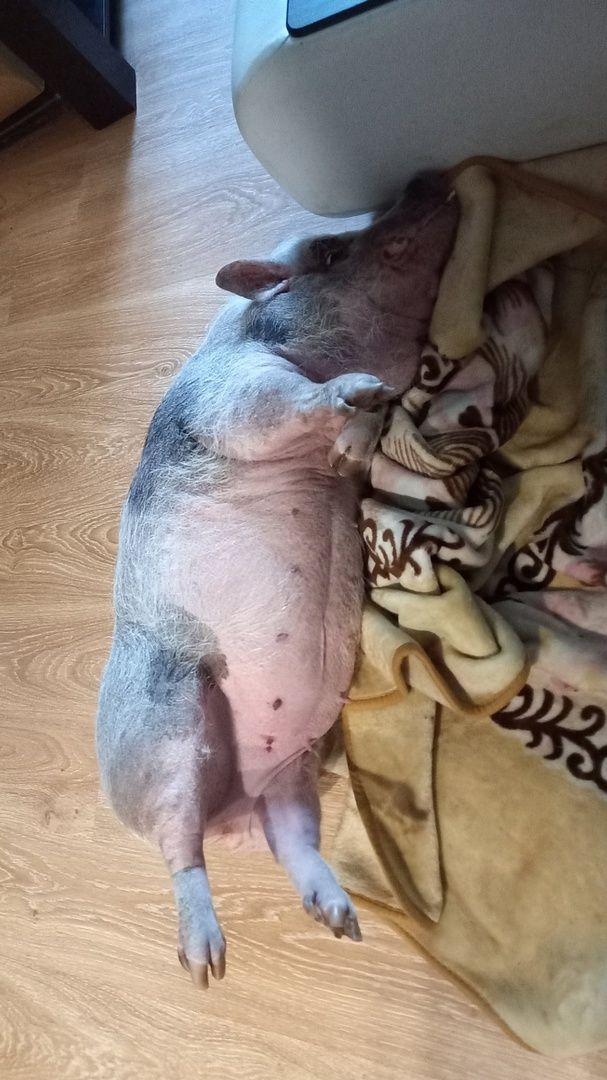 Волоколамск, Поросенок, Жужа,