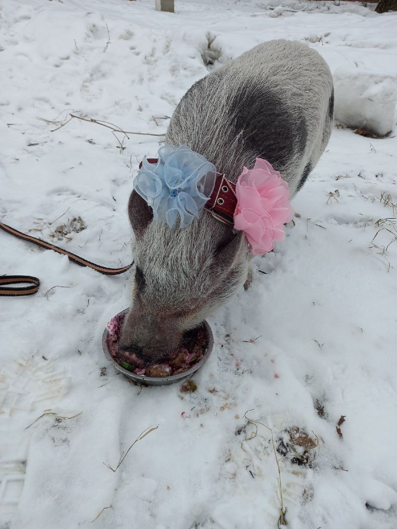 Волоколамск, Поросенок, Жужа,