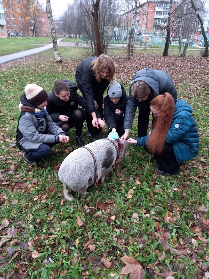 Волоколамск, Поросенок, Жужа,