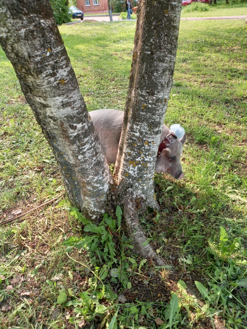 Волоколамск, Поросенок, Жужа,