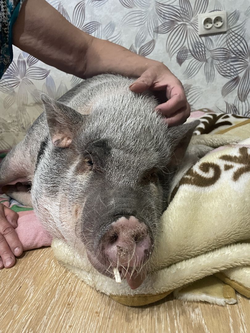 Волоколамск, Поросенок, Жужа,