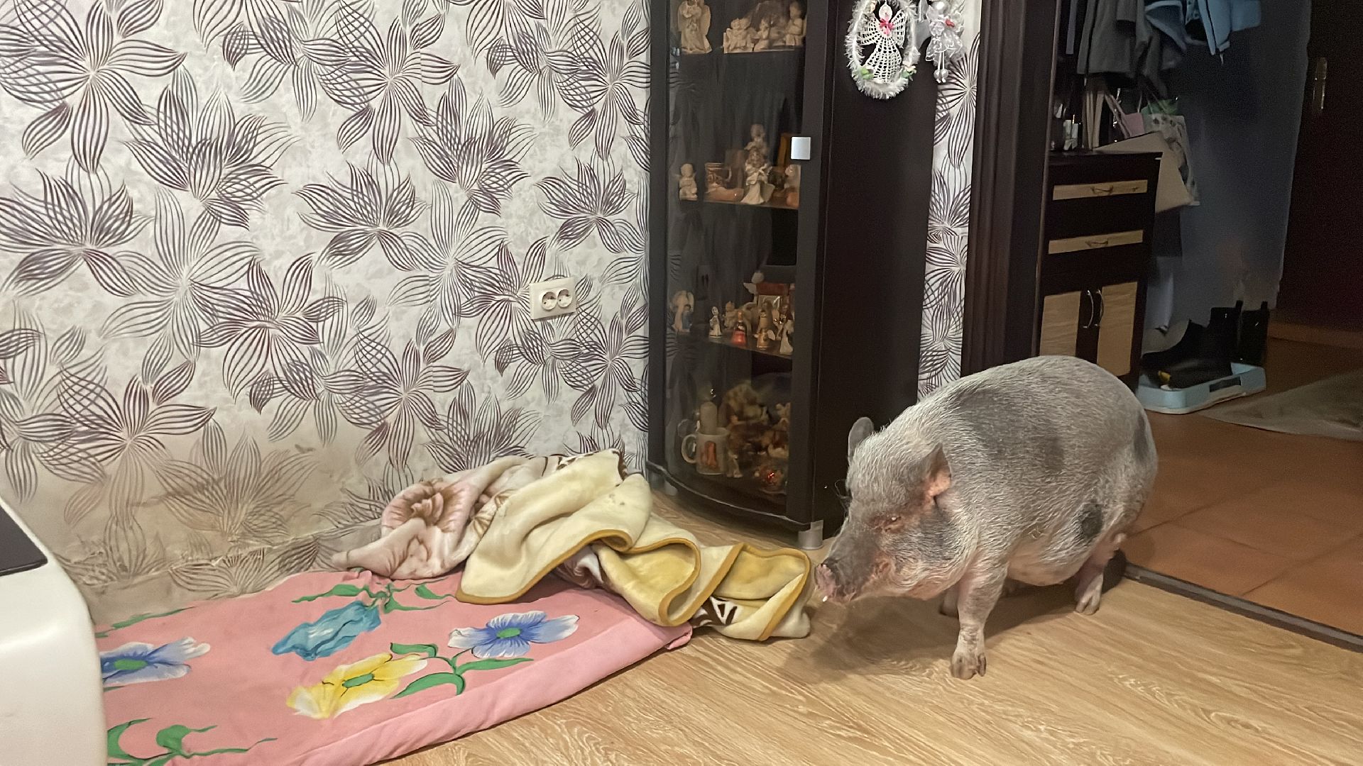 Волоколамск, Поросенок, Жужа,