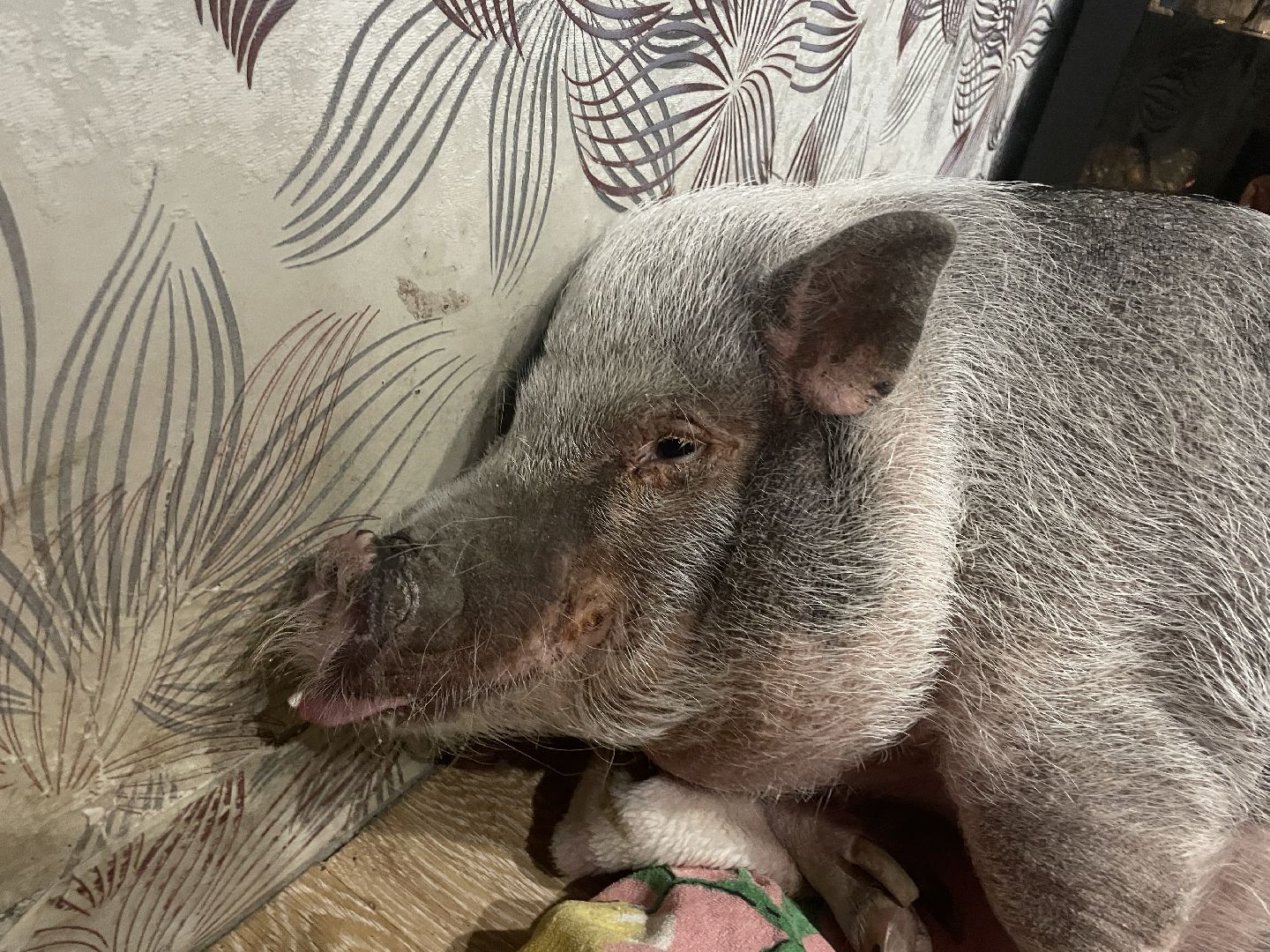 Волоколамск, Поросенок, Жужа,